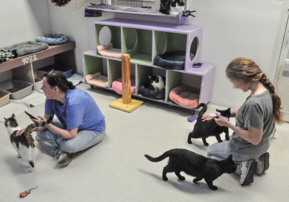 Volunteers sitting on the floor interacting with cats in a shelter room