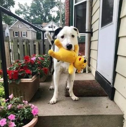 A white dog on a porch holds a yellow stuffed duck toy in its mouth.