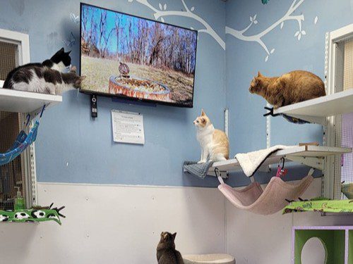cats at STAF watching tv