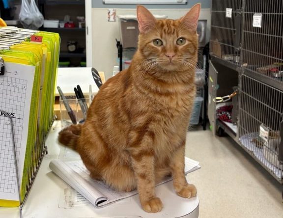 Orange tabby cat sitting on a desk in a busy animal shelter, with cages and paperwork in the background.