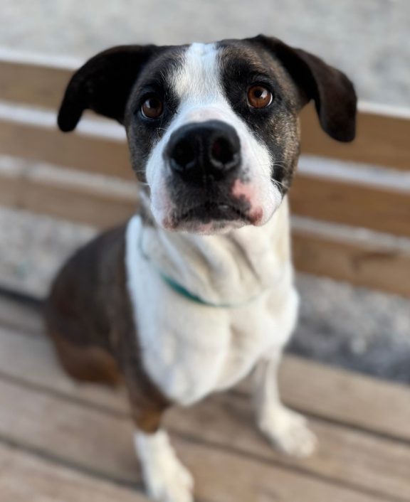 A friendly mixed-breed dog with a white chest and brown markings sits on a wooden deck wearing a light blue collar, looking at the camera at the STAF shelter.