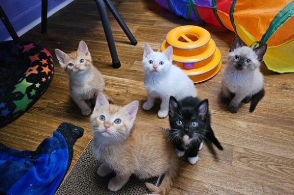 Several playful kittens sit together on a shelter floor among colorful toys and blankets.