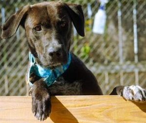 Brown dog wearing a blue bandana rests its front paws on a wooden ledge at the shelter, with a chain-link fence in the background.