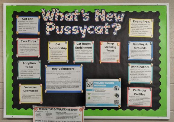 Bright bulletin board at Save the Animals Foundation titled What's New with volunteer notices, adoption information, and cat and dog care posts.