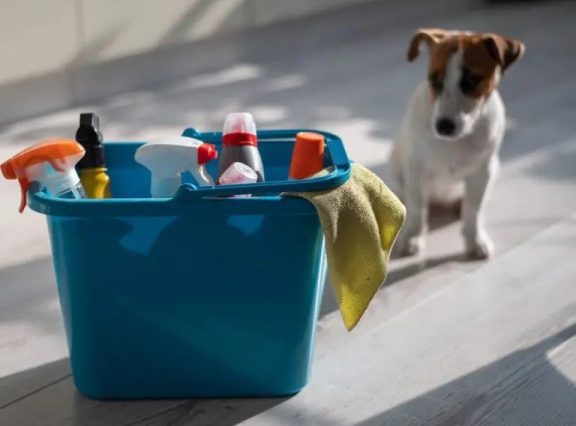 A blue bucket filled with cleaning supplies sits on a light floor as a small brown-and-white dog watches nearby.
