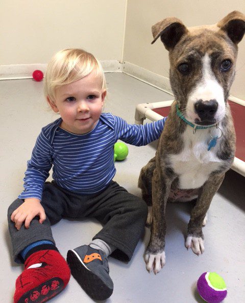 A dog at Save The Animals Foundation