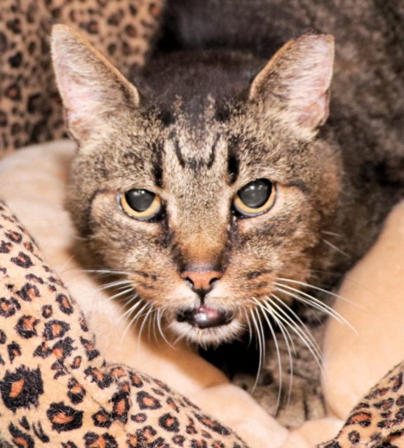 Close-up of a tabby cat snuggled in a leopard-print blanket, gazing at the camera.