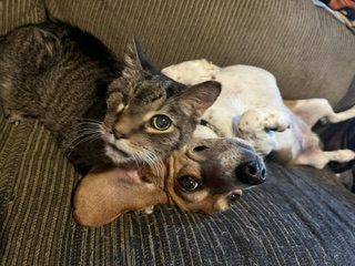 a gray tabby and a beagle lying together on a cushion