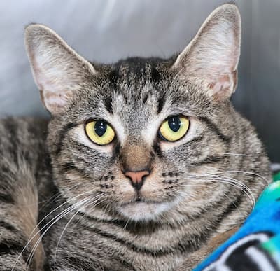 close up of a gray tabby's face