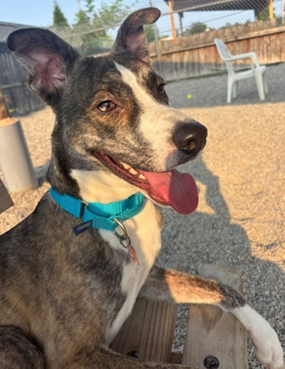 a gray and white dog on a bench in a play yard at STAF