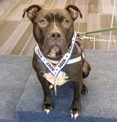 Rex a brown dog wearing a medal