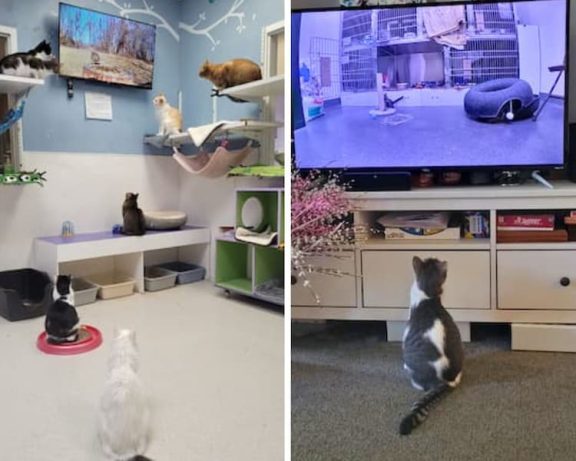 collage with cats watching tv at STAF and Flamenco watching tv at home