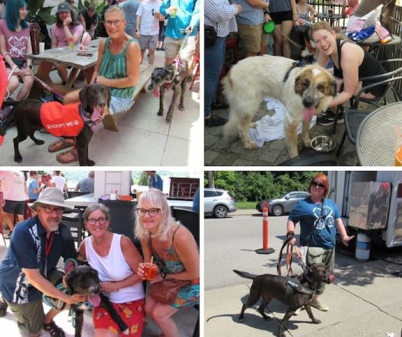 people and dogs having fun at the event