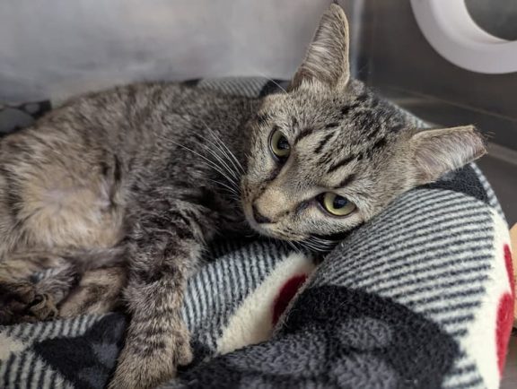 a gray tabby lying on a cat bed