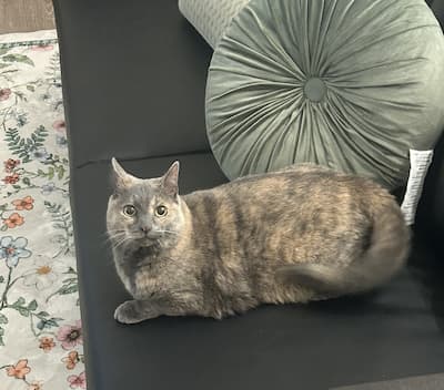 a brown cat lying on a sofa at home