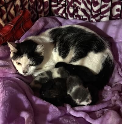 a black and white cat snuggling with her babies
