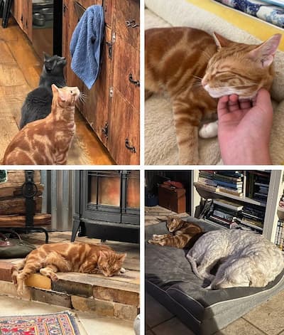 an orange tabby at home with his human and canine friends