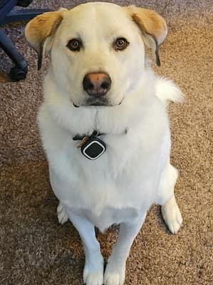 a yellow lab sitting and looking at the camera