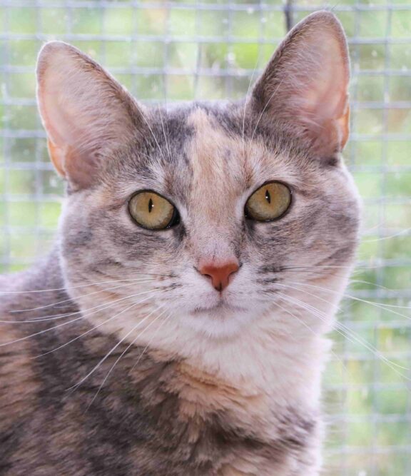 Lilac, a dilute calico cat, looking at the camera